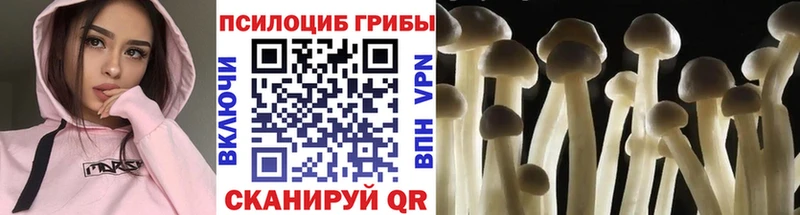 купить   Кедровый  блэк спрут рабочий сайт  Галлюциногенные грибы прущие грибы 